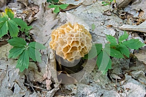 Spring Morel mushroom. European delicacy.