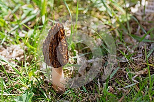 Spring morel mushroom or Morchella conica in the forest. Close-up