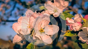 Spring Morning Bright Pink Apple blossom