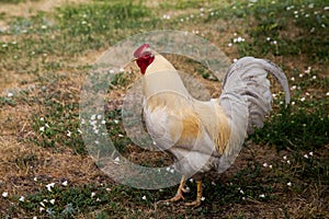 Spring morning in the chicken yard