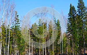 Spring Morning in the forest