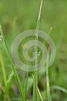 Spring morning meadow in dew after rain 3