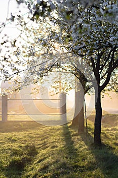 Spring morning misty landscape of tree blossom and dew on green