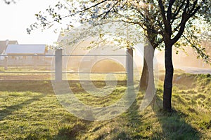 Spring morning misty landscape of tree blossom and dew on green