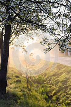 Spring morning misty landscape of tree blossom and dew on green