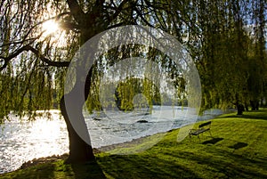 Spring morning by river Krka, Slovenia