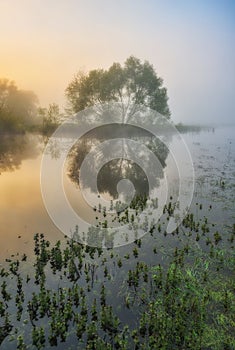 Spring morning scenic sunrise in the misty valley