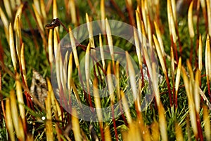 Spring moss photo