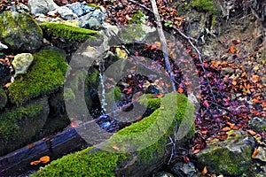 The spring and the moss covered trough in the forest