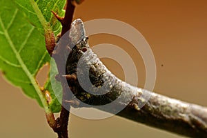 Spring moth, Biston strataria larva in close-up photo