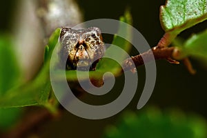 Spring moth, Biston strataria larva in close-up photo