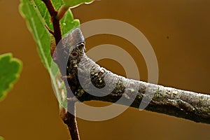 Spring moth, Biston strataria larva in close-up photo