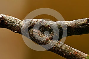 Spring moth, Biston strataria larva in close-up photo