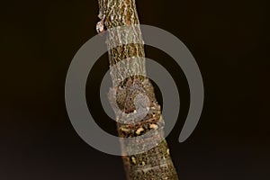 Spring moth, Biston strataria larva in close-up photo