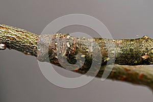 Spring moth, Biston strataria larva in close-up photo