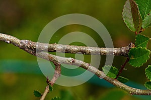 Spring moth, Biston strataria larva in close-up photo