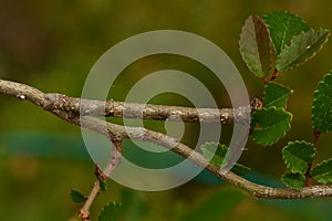 Spring moth, Biston strataria larva in close-up photo