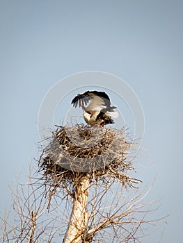 Spring motifs. Pair of white storks coupled in a nest. Did you have already ordered itself a baby?!