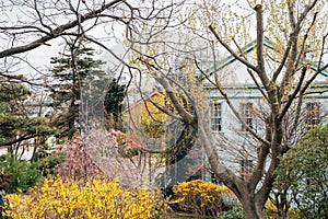 Spring of Motomachi Park in Hakodate, Hokkaido, Japan