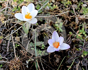 spring mountain flowers white