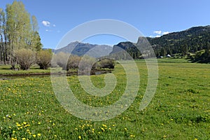 Spring Mountain Meadow