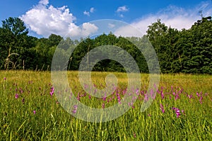 Spring mountain meadow with blooming flowers, dense forest in the background, blue sky with clouds.