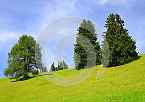 Spring mountain meadow with trees