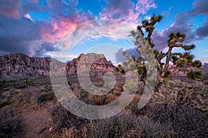 Spring Mountain Range at dawn with a Joshua Tree in the foreground