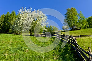 Spring in the mountains