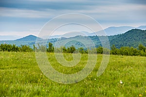 Spring in mountains. Field of spring flowers