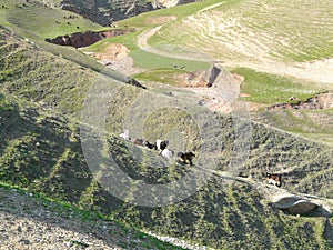 Spring in the mountains