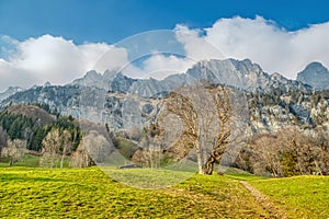 Spring in the mountains. Spring landscape with green meadows and old big tree