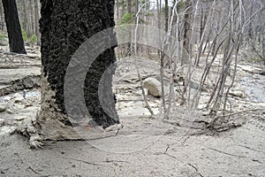 A Spring Mudslide Through The Woods