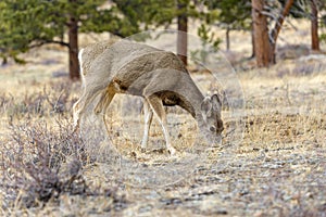 Spring Mule Deer at Rocky Mountain National Park