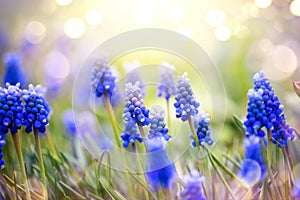 Spring muscari hyacinth flowers