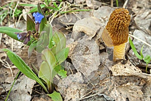 Spring mushroom, the Morel, Morchella