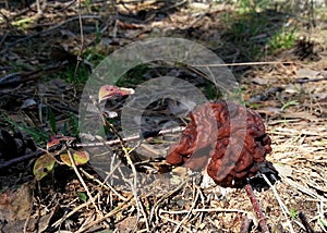 Spring mushroom in the sunshine on a walk