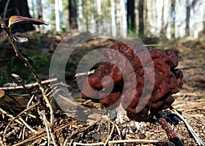 Spring mushroom in the sunshine on a walk