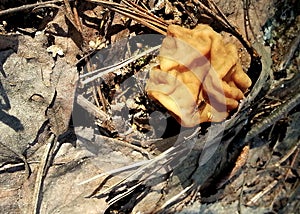 Spring mushroom in the sunshine on a walk