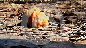 Spring mushroom in the sunshine on a walk