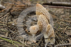 Spring mushroom in the sunshine on a walk