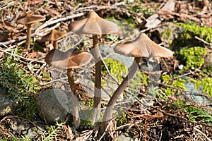 Spring Mushrooms in the Forest