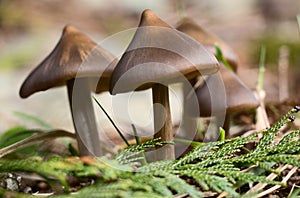 Spring Mushrooms in the Forest