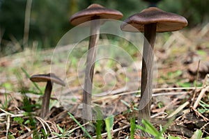 Spring Mushrooms in the Forest