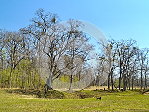 The Spring nacked wood