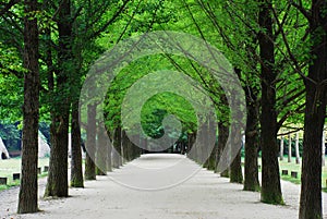 Spring in Nami Island photo