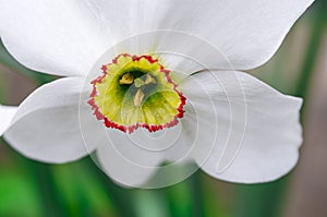 Spring narcis flower with white petals grows in the garden