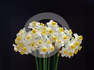 Spring Narcissi