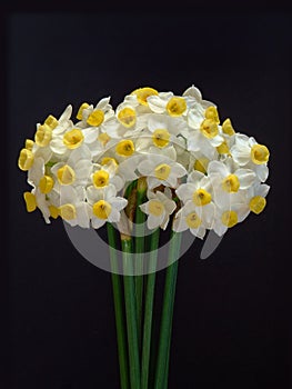 Spring Narcissi