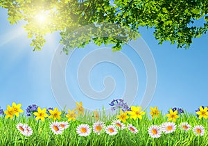 A spring narcissus and daisy flowers and green grass background